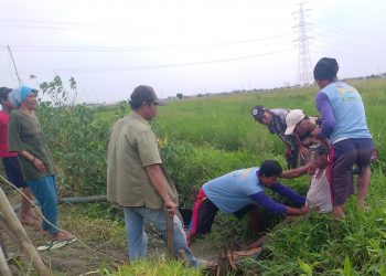 Seorang Kakek Ditemukan Sudah Tak Bernyawa Di Selokan Sawah