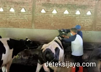 Tangkal PMK Dinas Pangan dan Pertanian, Berikan Vaksinasi Aftopor pada Peternak di Sidoarjo