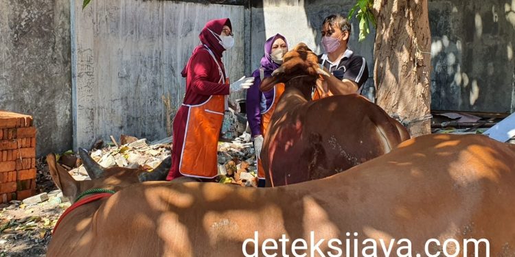 Pemeriksaan Antemortem dan Pos Mortem, Dinas Pangan Sidoarjo Pastikan Hewan Kurban Bebas PMK