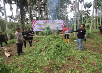 Polres Serang Musnahkan 3 Hektar Tanaman Ganja di Aceh Utara