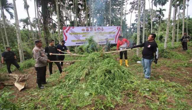 Polres Serang Musnahkan 3 Hektar Tanaman Ganja di Aceh Utara