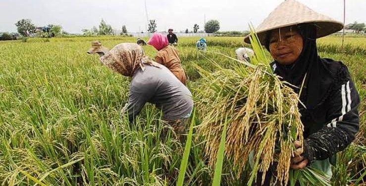 IMG-20220913-WA0038 - Deteksi Jaya Kementan Sulap Lahan Tidur 15 Tahun, Sukses Panen