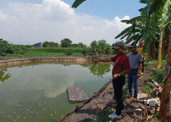 Ketahanan Pangan, Penggemukan Sapi dan Ribuan Bibit Ikan Mujaer Jadikan Penghasilan Tambahan Warga Rangkah Kidul