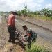 Dukung ketahanan pangan,Koramil 0816/14 Turun ke sawah bantu persemaian padi