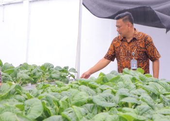 Hijau Tumbuh di Balik Tembok: Panen Pakcoy Hidroponik Warnai Lapas Kelas I Tangerang