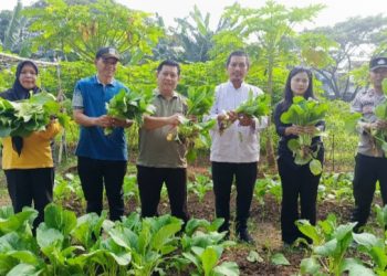 Bhabinkamtibmas Duri Kosambi Hadiri Panen Sayuran, Wujud Sinergi Polisi dan Warga Perkuat Ketahanan Pangan