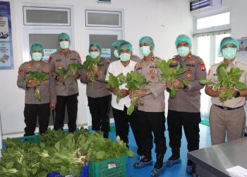 Kapolres Metro Jakarta Barat Tinjau SPPG dan Panen Sayuran Pokcoy Di Greenhouse SPPG Polri Palmerah